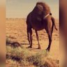 العتيـبي 的头像