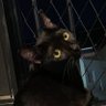 cblue's profile picture