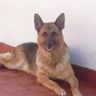 ElBanchi's profile picture
