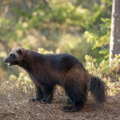 Wolverine land's profile picture