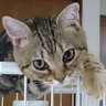 ふー 的头像