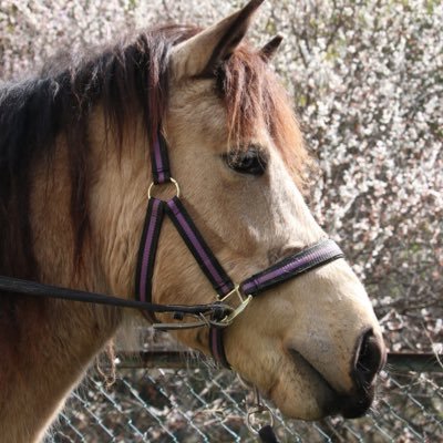 yoshikawa8izume's profile picture