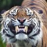 Profilbild von PaulMall