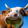 Profilbild von ShiSan