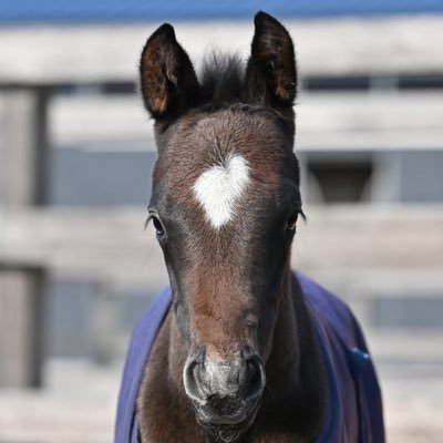 山口ステーブル's profile picture