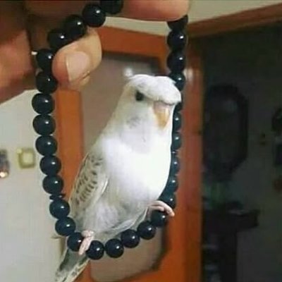 TAKO's profile picture