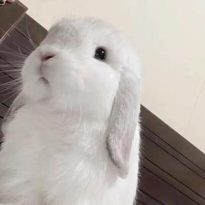 一p狼's profile picture