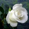 ROSE BLANCHE 的头像