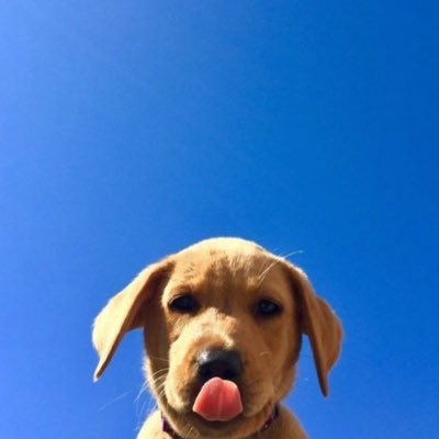 Lorenzo's profile picture