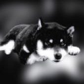 oGfQujBbHU9988's profile picture