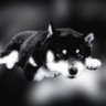 クロコ🇯🇵's profile picture