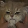 ACAT's profile picture