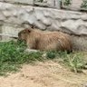Bukbird profil fotoğrafı