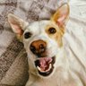 Malú 🐺🐕's profile picture