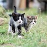 coco profil fotoğrafı