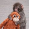 🐒ぱんち🐒 旧姓momo 的头像