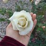 🪽As profil fotoğrafı