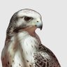 Profilbild von Rozen🦅💚