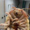 Isopod_Gaming profil fotoğrafı