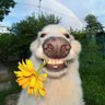 Profilbild von Fofurinhas