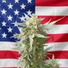 Profilbild von 🇺🇲 HomeGrowLiberty 🇺🇲