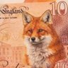 Profilbild von Annie Fox