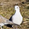 元。🎅🏻広尾🎄しらこばと🕊🍀.∘'s profile picture