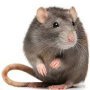 Фото профиля rat in the dark