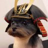 Øsatoshi's profile picture