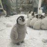Фото профиля Yanzz🐧