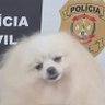 cachorro sequestrado na delegacia 的头像