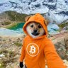 Фото профиля Davi $DOG