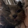 kat ➳'s profile picture
