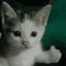 Kayfun's profile picture