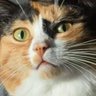 Raskolnikov's profile picture