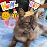 PAHONG86🪐🐯(ToEi)😺 的头像