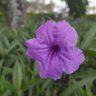Фото профиля kangjual