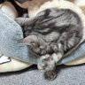 とっくん猫のママ 的头像