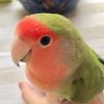 小鳥's profile picture