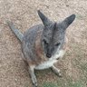 うさぎーむ［・×・］ 的头像