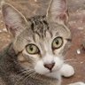 Naiara Severo's profile picture