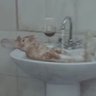 Фото профиля Sink Hare