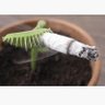 Old Plant yells at cloud profil fotoğrafı