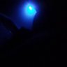 dim light 的头像