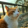 極楽往生した山田・ラットプルダウン profil fotoğrafı