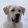 Profilbild von ᛒᚢᛋᛏᛖᚱdogdad