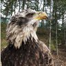 Jed Eckert profil fotoğrafı