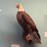🦅's profile picture