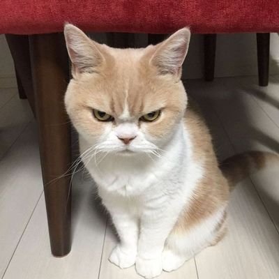 gặp trai vạch cu ra bú's profile picture