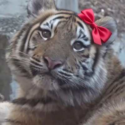 Free Republic of Korea 🇰🇷🇺🇲🇯🇵🇮🇱🇧🇷🇮🇷's profile picture